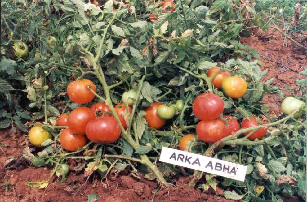 Arka Abha