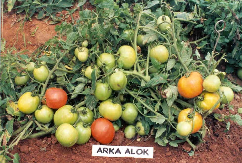 Arka Alok
